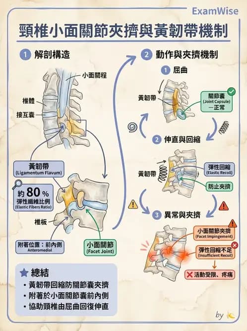物治 - 頸椎評估與病理 - AI 圖文解析預覽