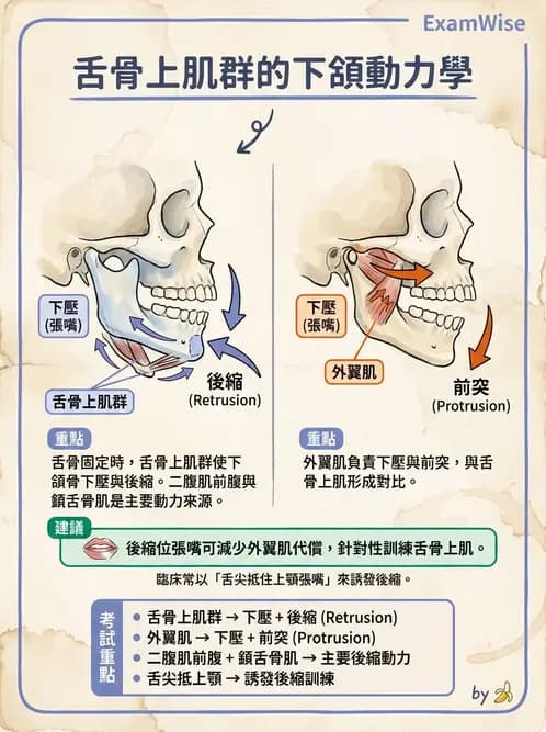 物治 - 顳頷關節 - AI 圖文解析預覽