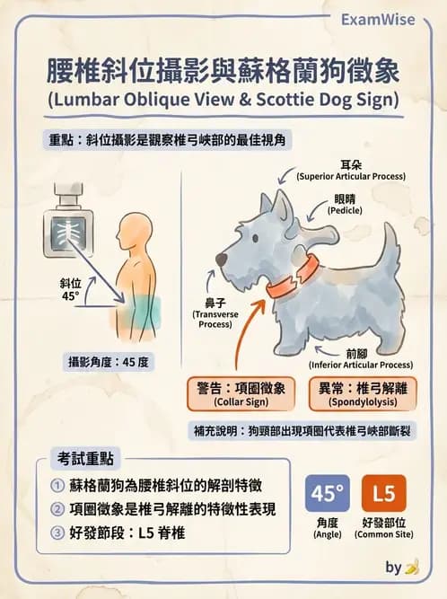 物治 - 腰椎椎間盤與脊椎狹窄 - AI 圖文解析預覽