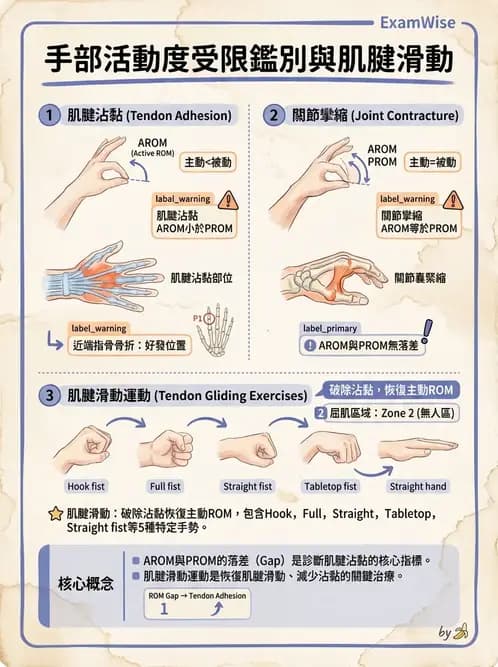 物治 - 手部肌腱損傷與變形 - AI 圖文解析預覽