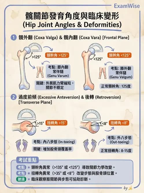 物治 - 髖關節解剖與評估 - AI 圖文解析預覽