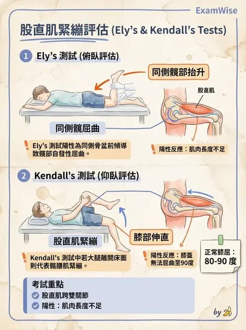 物治 - 髖關節解剖與評估 - AI 圖文解析預覽