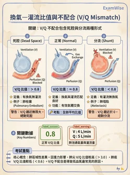 物治 - 呼吸解剖、生理與力學 - AI 圖文解析預覽