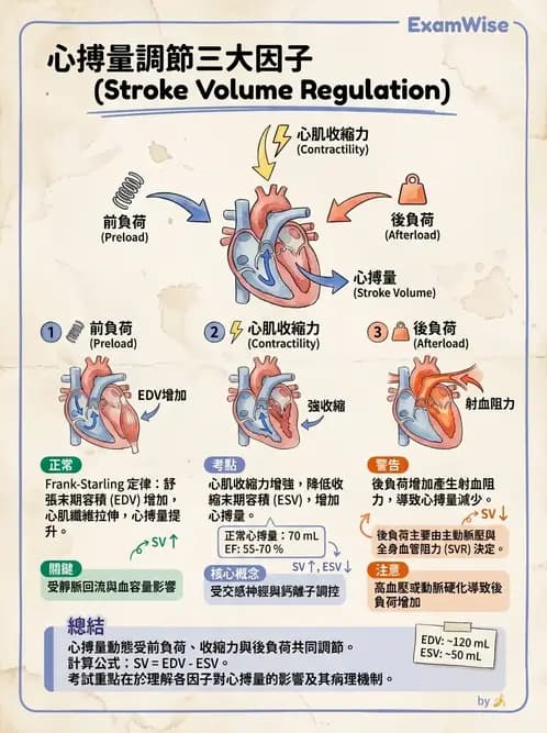 物治 - 循環解剖、生理與血流動力學 - AI 圖文解析預覽