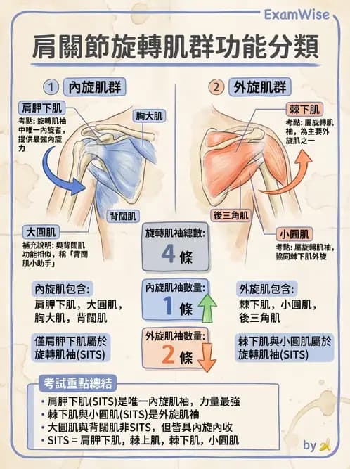 物治 - 上肢與頭頸肌肉解剖 - AI 圖文解析預覽