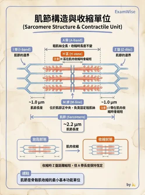 物治 - 肌肉收縮與纖維特性 - AI 圖文解析預覽