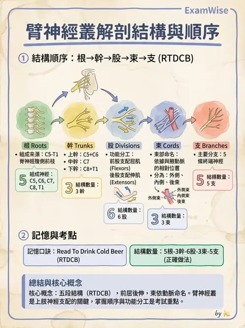 物治 - 腦神經與脊神經解剖 - AI 圖文解析預覽