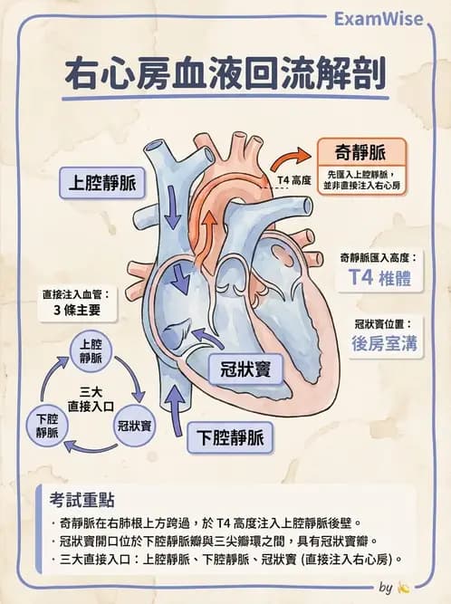 物治 - 心臟血管與血液解剖 - AI 圖文解析預覽