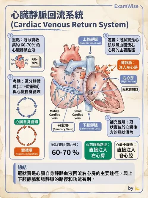 物治 - 心臟血管與血液解剖 - AI 圖文解析預覽