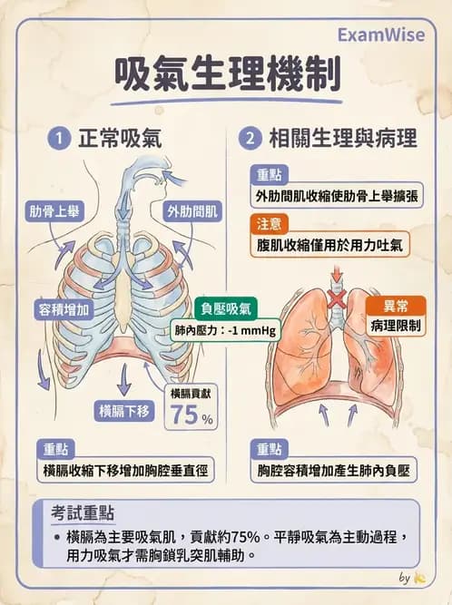 物治 - 呼吸生理 - AI 圖文解析預覽