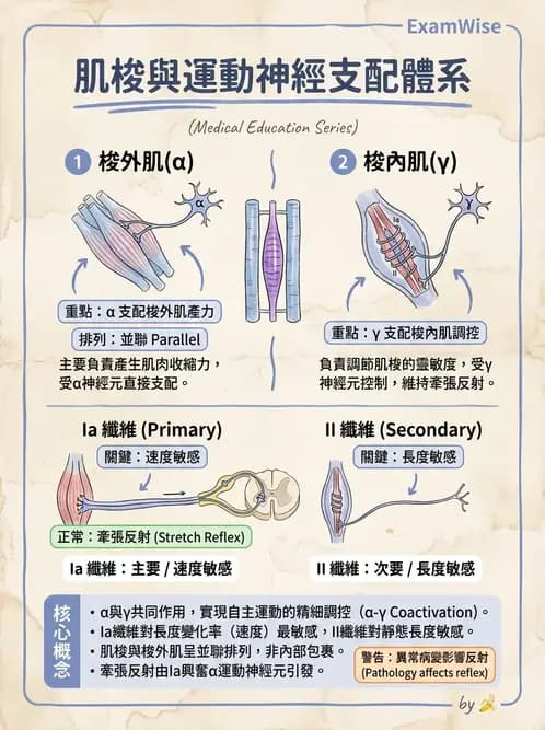 物治 - 肌肉力學與感覺運動控制 - AI 圖文解析預覽