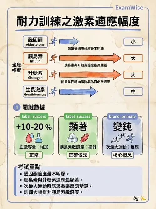 物治 - 內分泌系統生理 - AI 圖文解析預覽