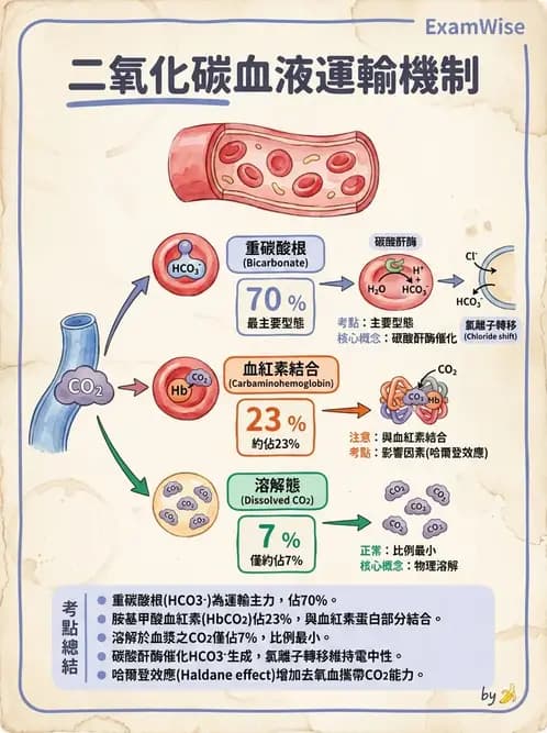 物治 - 呼吸生理 - AI 圖文解析預覽