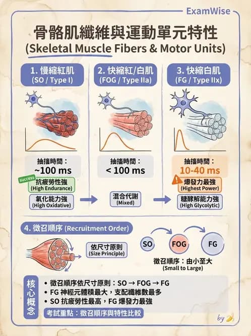 物治 - 肌肉力學與感覺運動控制 - AI 圖文解析預覽