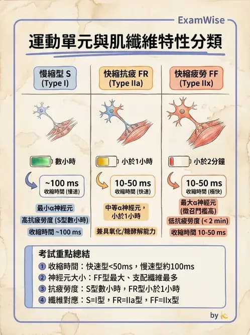 物治 - 肌肉力學與感覺運動控制 - AI 圖文解析預覽
