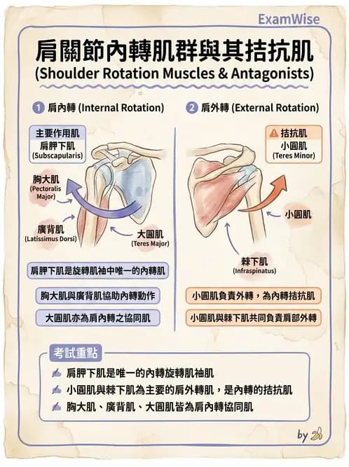 物治 - 肩關節複合體生物力學 - AI 圖文解析預覽
