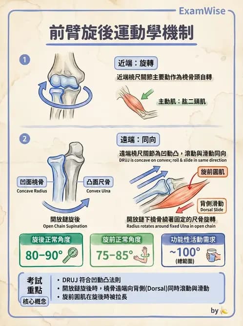 物治 - 肘關節與前臂生物力學 - AI 圖文解析預覽