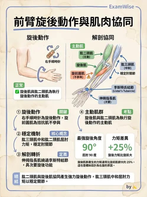 物治 - 肘關節與前臂生物力學 - AI 圖文解析預覽