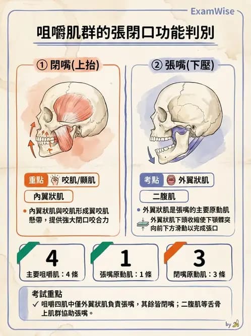 物治 - 顳顎關節肌動學與生物力學 - AI 圖文解析預覽