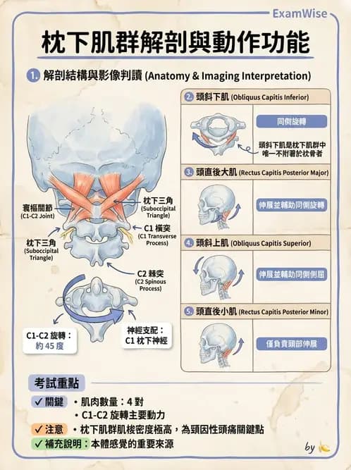 物治 - 頸椎肌動學與生物力學 - AI 圖文解析預覽