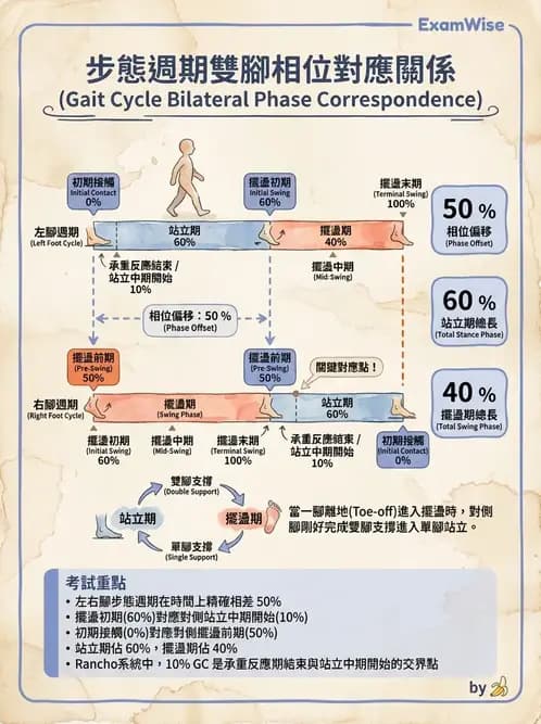 物治 - 步態週期與生物力學 - AI 圖文解析預覽