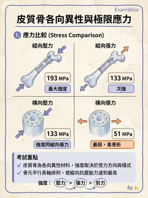 物治 - 組織生物力學 - AI 圖文解析預覽