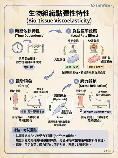 物治 - 組織生物力學 - AI 圖文解析預覽