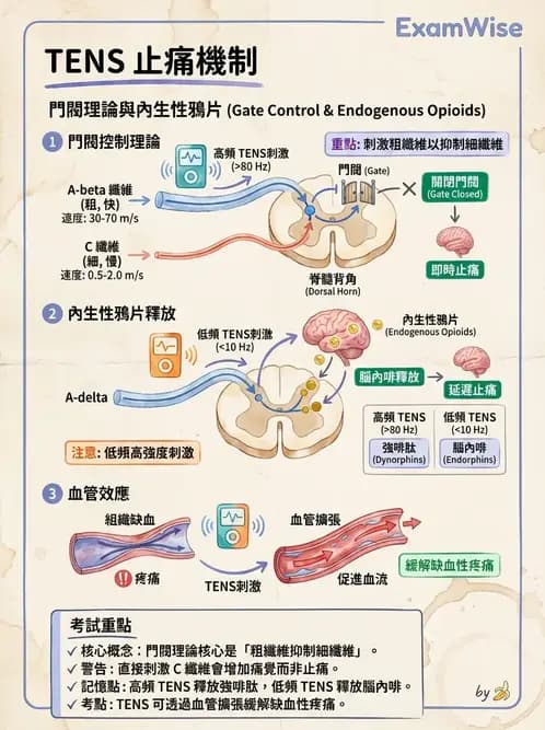 物治 - 經皮電刺激與電療基礎 - AI 圖文解析預覽
