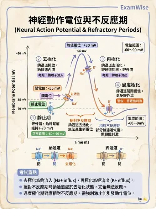 物治 - 經皮電刺激與電療基礎 - AI 圖文解析預覽