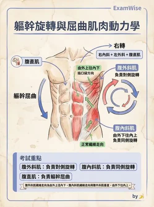 物治 - 核心穩定與功能性訓練 - AI 圖文解析預覽