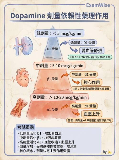 專師 - 急救藥物與特殊休克 - AI 圖文解析預覽