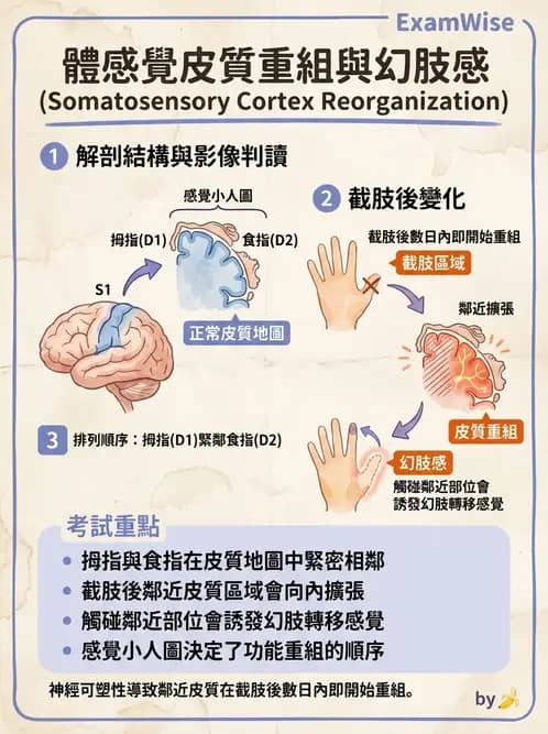 物治 - 神經可塑性 - AI 圖文解析預覽