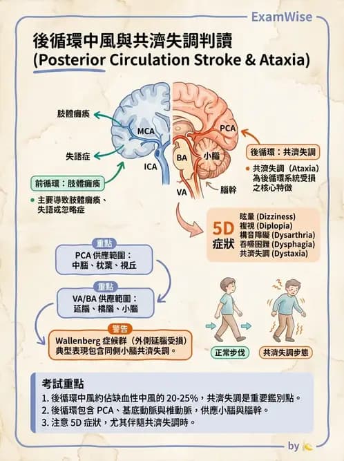 物治 - 腦中風病理與血管解剖 - AI 圖文解析預覽