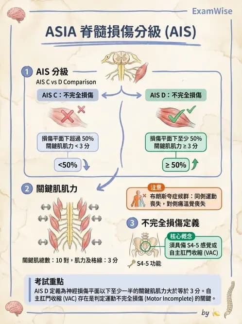 物治 - SCI評估分類與症候群 - AI 圖文解析預覽