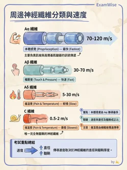 物治 - 周邊神經損傷與復健 - AI 圖文解析預覽