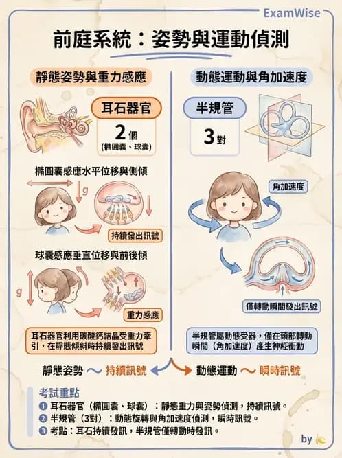 物治 - 前庭系統與前庭復健 - AI 圖文解析預覽