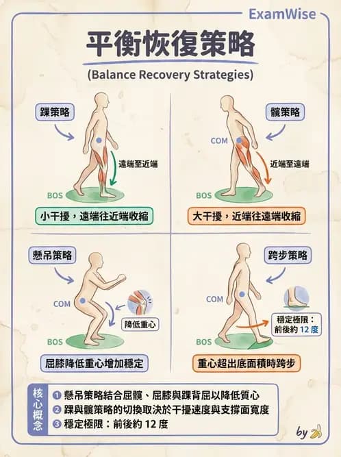 物治 - 動作控制理論 - AI 圖文解析預覽