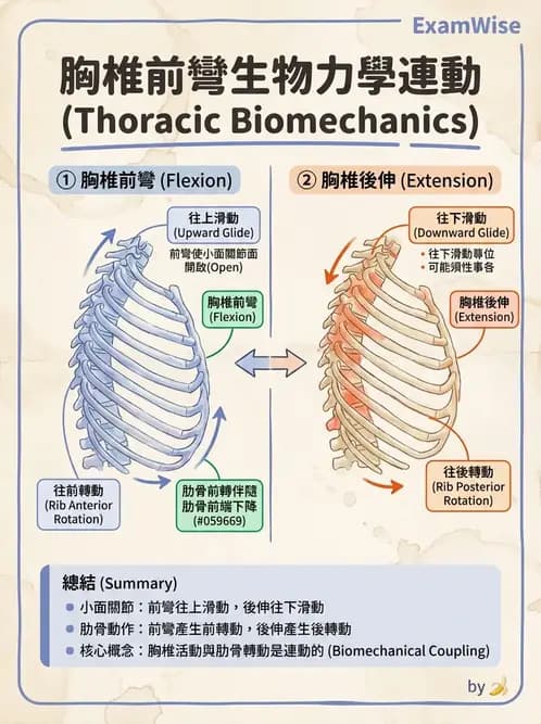 物治 - 胸椎與肋骨 - AI 圖文解析預覽