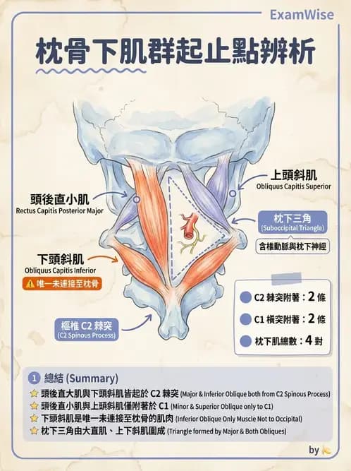 物治 - 頸椎評估與病理 - AI 圖文解析預覽