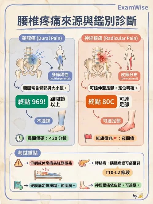 物治 - 腰椎椎間盤與脊椎狹窄 - AI 圖文解析預覽