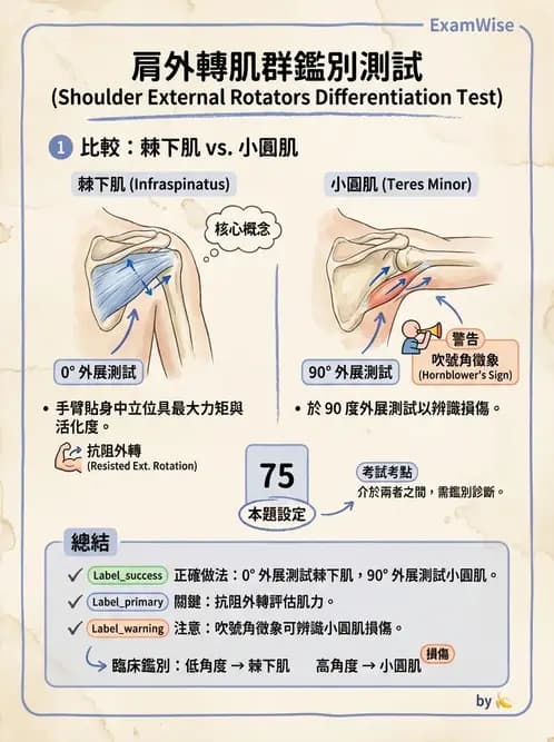 物治 - 肩關節夾擠與旋轉肌袖 - AI 圖文解析預覽