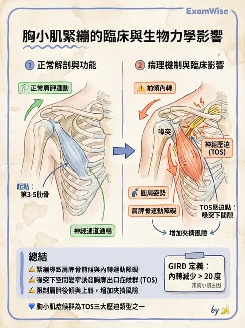 物治 - 肩胛生物力學與神經損傷 - AI 圖文解析預覽