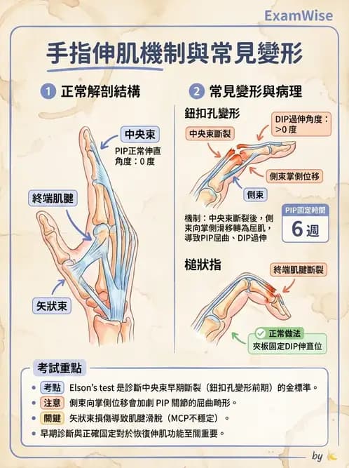物治 - 手部肌腱損傷與變形 - AI 圖文解析預覽
