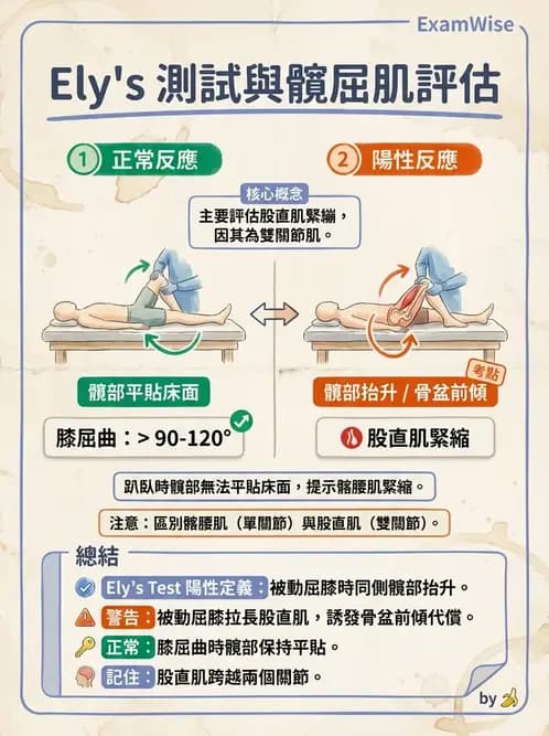 物治 - 髖關節解剖與評估 - AI 圖文解析預覽