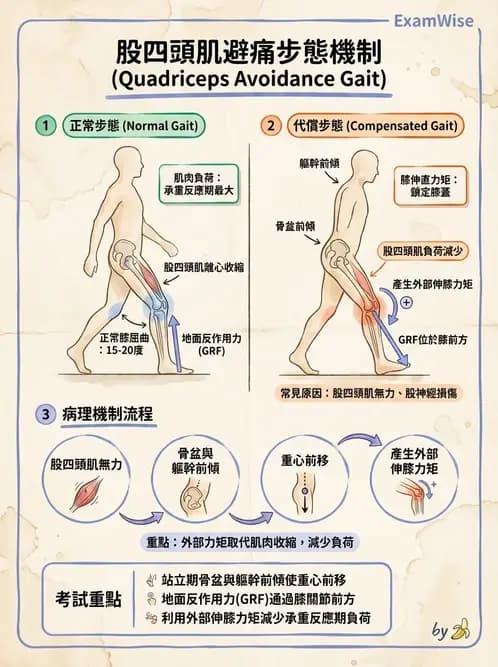 物治 - 膝關節生物力學與退化性疾病 - AI 圖文解析預覽