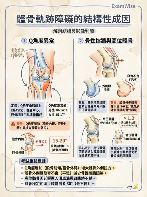 物治 - 髕股關節疼痛與伸展機制 - AI 圖文解析預覽