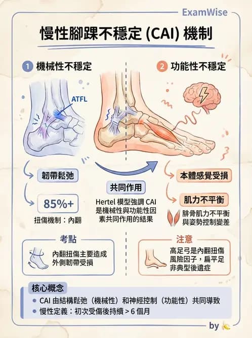 物治 - 踝關節損傷與復健 - AI 圖文解析預覽