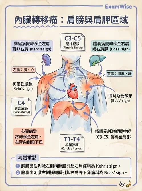 物治 - 初級照護與鑑別診斷 - AI 圖文解析預覽