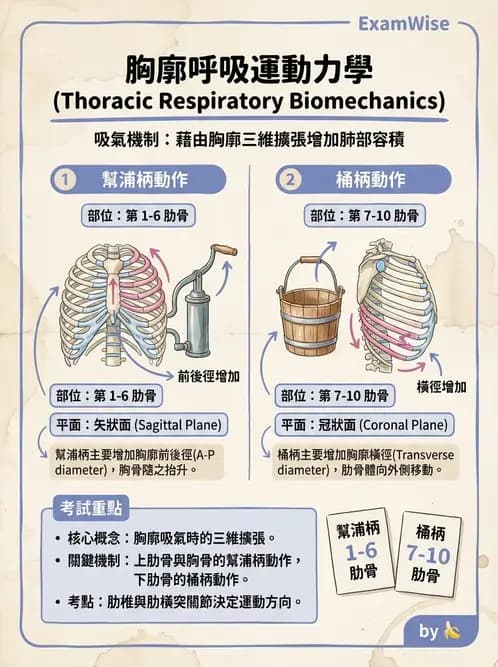物治 - 呼吸解剖、生理與力學 - AI 圖文解析預覽