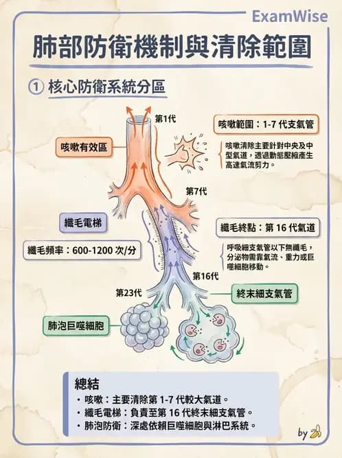 物治 - 呼吸解剖、生理與力學 - AI 圖文解析預覽